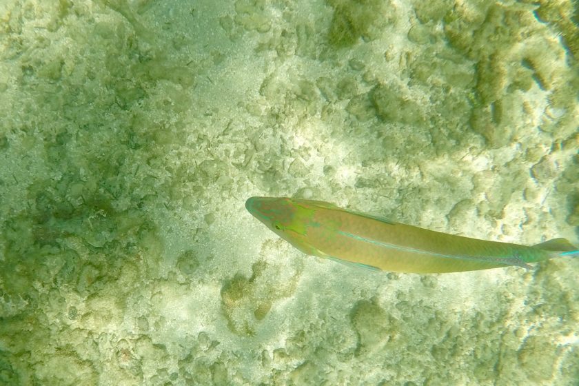 Alagoas Piscinas naturales Maragogi