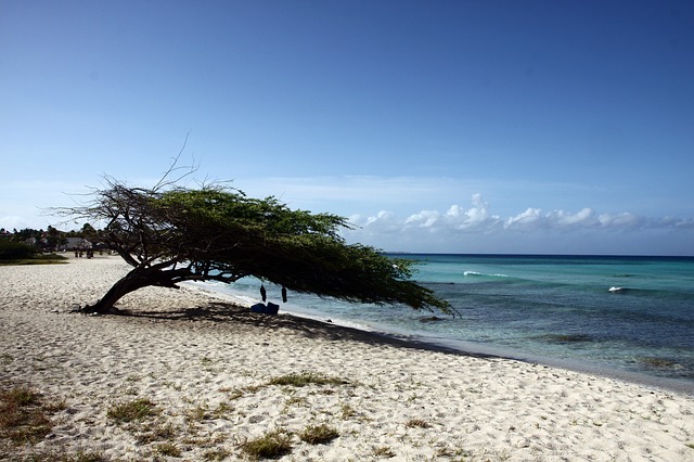 Aruba dividivi