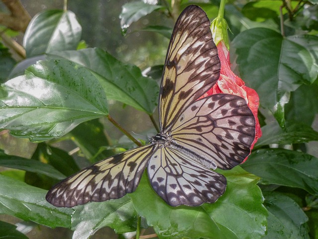 Mariposario Aruba