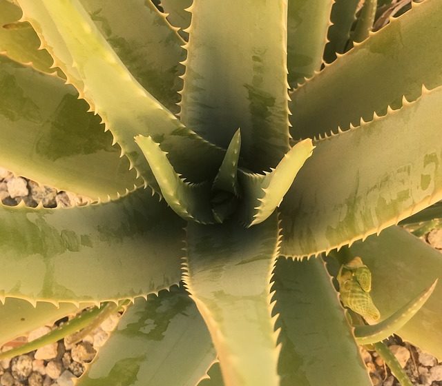 Aloe Aruba