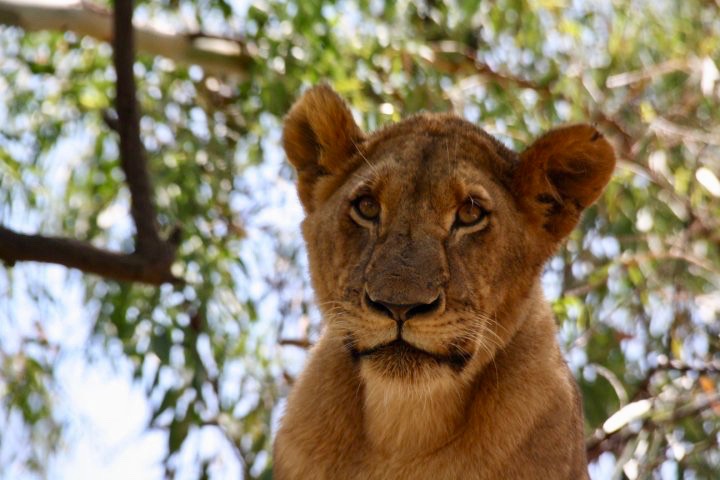 Lion Park Sudáfrica