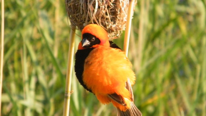 aves pilanesberg