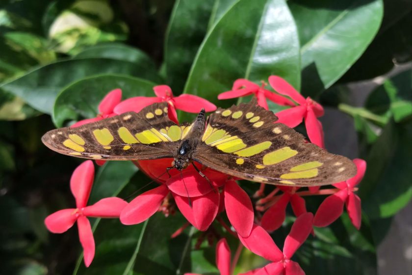 15 fotos Aruba Butterfly Farm