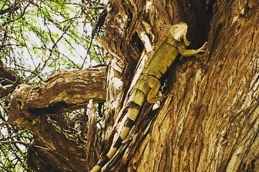 15 fotos Aruba Iguana