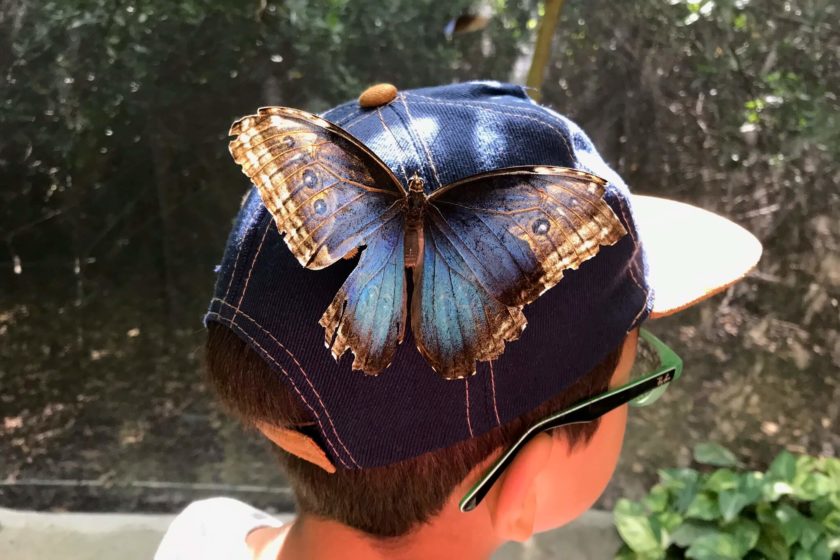15 fotos de Aruba Butterfly