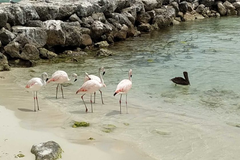 Flamencos en DePalm Island