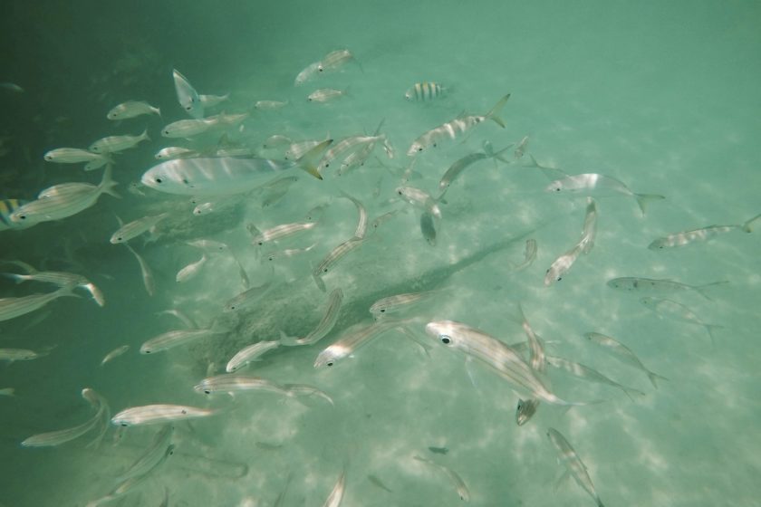 peces de la isla feliz