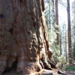 Parque de Sequoyas