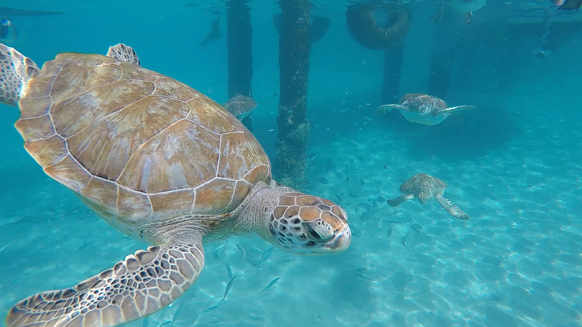 Tortugas Curazao