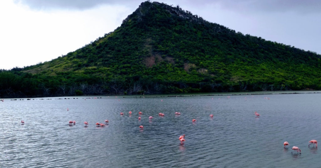 Santuario de Flamencos en Curazao