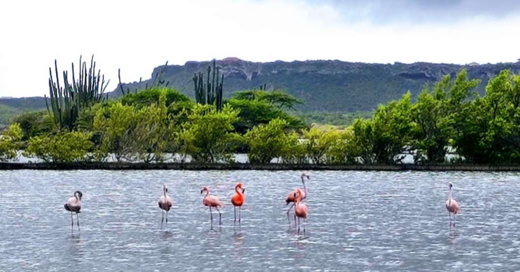 flamencos en su habitat natural