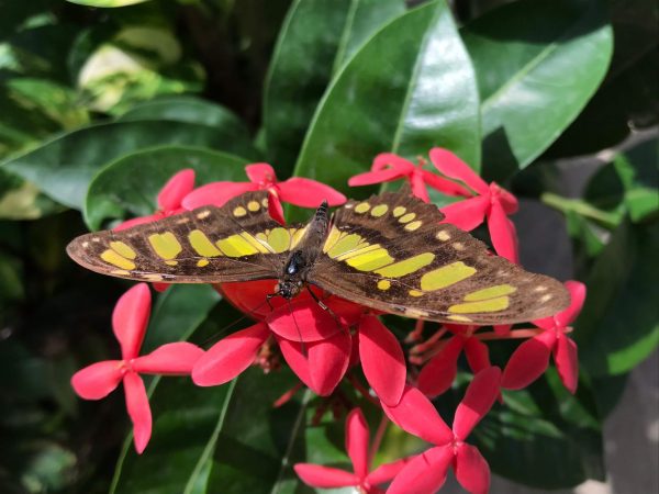 15 fotos Aruba Butterfly Farm