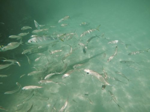 20 fotos de Aruba los peces