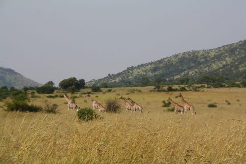 Fila de Jirafas Pilanesberg Sudafrica