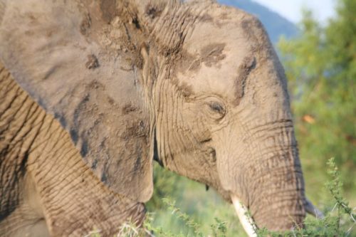 Sudafrica destinos impedire Pilanesberg